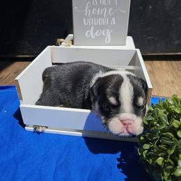 Bulldog Puppies from Mandy Judd