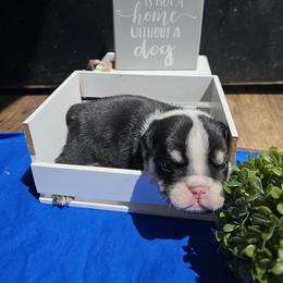 Bulldog Puppies from Mandy Judd