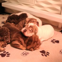 Chinese Shar-Pei puppies from Wrinkle Bum Shar-Pei