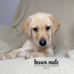 Brown Male - Yellow male Labrador Retriever puppy in Haynesville, Virginia from Red Tide Retrievers