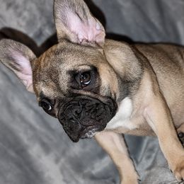 Girl 1 - Fawn French Bulldog puppy in Providence, Rhode Island from Zoomie Zone RI
