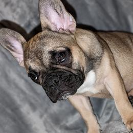 Girl 1 - Fawn French Bulldog puppy in Providence, Rhode Island from Zoomie Zone RI