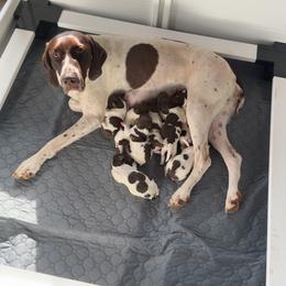 Black - Liver and white male German Shorthaired Pointer puppy in Union Hall, Virginia from Rustic Creek Farms