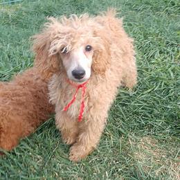 Red Collar Boy - Apricot male Poodle puppy in Westminster, Massachusetts from APAW Poodles