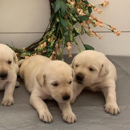 Labrador Retrievers from Liberty's Labradors