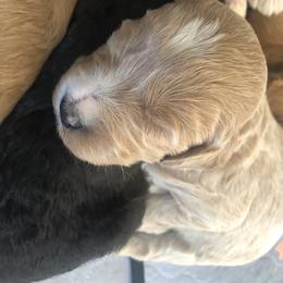 Goldendoodle Puppies from J’s Goldendoodles