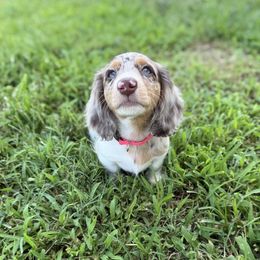 Junebug - Dapple female Dachshund puppy in Lebanon, Tennessee from Thomas Homestead and Rabbitry