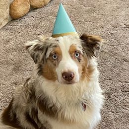 Australian Shepherds from Northern Lights Aussies