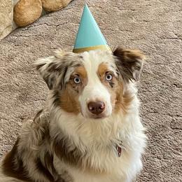Australian Shepherds from Northern Lights Aussies