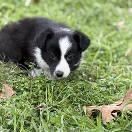 Jasmine - Black and white female Cardigan Welsh Corgi puppy in Washington, Arkansas from Foxy Knoll Farm