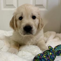 Guppy - Light golden male Golden Retriever puppy in Seville, Ohio from Retriever Ranch