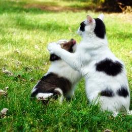 Pomsky, Rottweiler, Shetland Sheepdog, and Toy Shetland Sheepdog Puppies from Mountain High Kennels