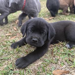 Yellow - Black male Cane Corso puppy in Opelousas, Louisiana from Azelees Cane Corso