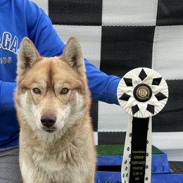 Jules - Siberian Husky