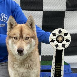 Jules - Siberian Husky
