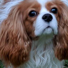 Cavalier King Charles Spaniels from Loves A Lot Cavaliers