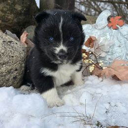 Chap - Black male Siberian Husky puppy in Addison, Michigan from Gray Run Siberian Huskies