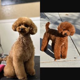 Poodle puppies from KM AKC Toy poodles