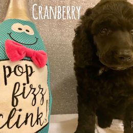 Poodle Puppies from Cosmic Caliber Standard Poodles