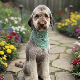 Monroe - Poodle