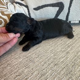 Archie - Phantom male Poodle puppy in Queen Creek, Arizona from Prestigious Toy Poodles