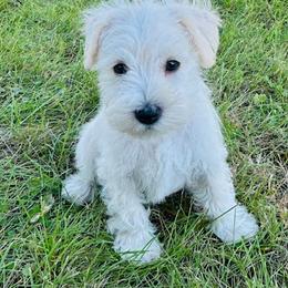 GREY COLLAR - BOY - White male Miniature Schnauzer puppy in Ankeny, Iowa from Maple’s Cockapoo's and Libby's Schnauzer Puppies