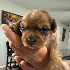 Otey - Gold and white male Shorkie puppy in San Tan Valley, Arizona from Great Mates