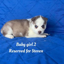 Baby girl 2 - Red and white female Siberian Husky puppy in Ocala, Florida from Florida Husky Puppies