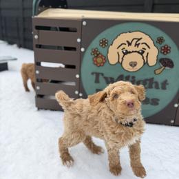 Plaid Tartan - Apricot male Goldendoodle puppy in Garland, Texas from Twilight Doodles