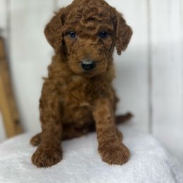 Male 3 - Red  male Poodle puppy in Mississippi from Ewing Acres