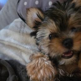 Green Girl - Black and gold female Yorkshire Terrier puppy in Lakeport, California from YORKIES BY THE LAKE