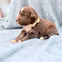 Tan collar with tail - Black tri male Miniature Australian Shepherd puppy in 32046, Florida from River Hill Ranch