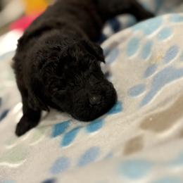 Goldendoodle and Poodle Puppies from Southern Stroll Poodles & Doodles