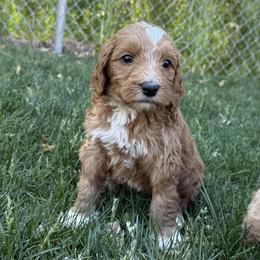 Diamond - Red  female Goldendoodle puppy in Clinton, Utah from Golden Law Kennels