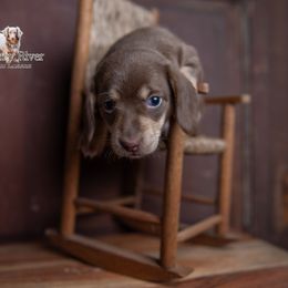 Heidi - Chocolate and cream female Dachshund puppy in Iola, Texas from Whiskey River Dachshunds