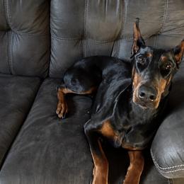 Doberman Pinscher puppies from Indah Lux Dobermans