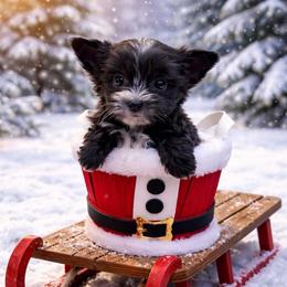 Ash - Parti male Yorkshire Terrier puppy in Parma Heights, Ohio from Yorkie Darlings ANGELHEARTS YORKIES