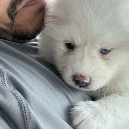 Ghost - White Pomsky puppy in Bronx, New York from DeLeon’s Wolfpack Pomsky’s