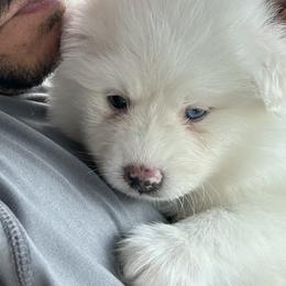 Ghost - White Pomsky puppy in Bronx, New York from DeLeon’s Wolfpack Pomsky’s
