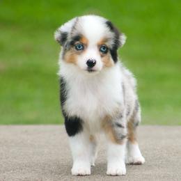 Gigi - TOY - Blue merle female Miniature American Shepherd puppy in Palacios, Texas from Coastal’s Miniature American Shepherds