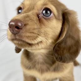 Crème - Chocolate and cream female Dachshund puppy in Sacramento, California from MiniDoxPups