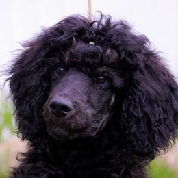 Poodle Puppies from Phantoms Of The Royal Opera House