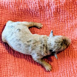 Boy 3 - Blue merle male Bernedoodle puppy in Sparta, Missouri from Sis' Doodles & Poodles