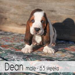 Dean - Black white and brown male Basset Hound puppy in Jefferson City, Missouri from Triple Hill Farm