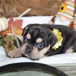Bulldog and French Bulldog Puppies from Over the Mhoon Bullies & Royal Frenchies