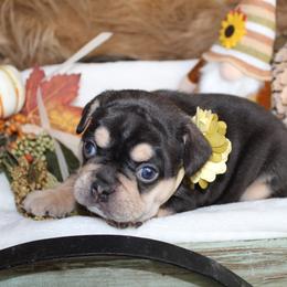 Bulldog and French Bulldog Puppies from Over the Mhoon Bullies & Royal Frenchies