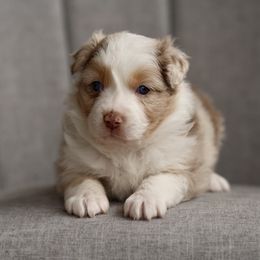 Australian Shepherd, Miniature American Shepherd, Miniature Australian Shepherd, and Toy Australian Shepherd Puppies from Painted Blue Aussies