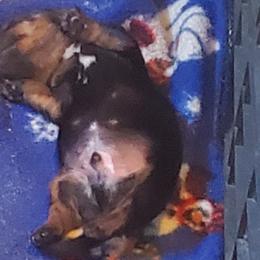 Dachshund puppies from Blackberry Creek Mini Farm
