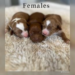 Girl 1 - Red  female Goldendoodle puppy in Glendale, Arizona from Follow Your Bliss Doodles