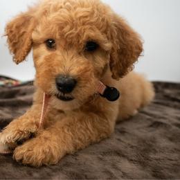 True Love's Kiss (light Pink) - Apricot female Goldendoodle puppy in Lafayette, Alabama from Sweethaven Kennels